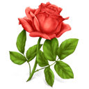 1489001164_rose